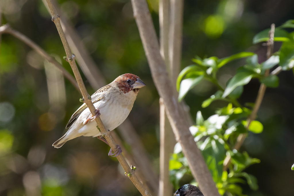 Red-headed Quelea (Quelea erythrops) photo