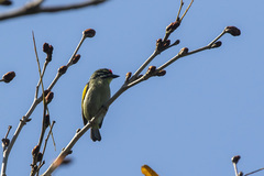 Pogoniulus pusillus