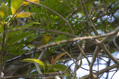 Phylloscopus ruficapilla