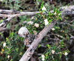 Spyridium eriocephalum