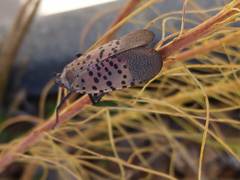Lycorma delicatula