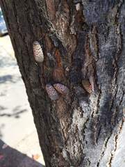 Lycorma delicatula
