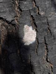 Lycorma delicatula