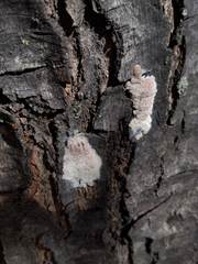 Lycorma delicatula