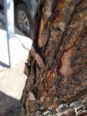 Lycorma delicatula