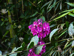 Epidendrum porphyreum