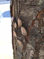 Lycorma delicatula
