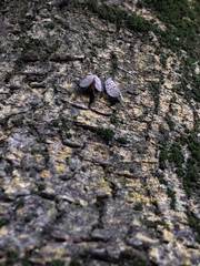 Lycorma delicatula