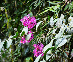 Epidendrum porphyreum