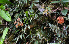 Epidendrum spathatum