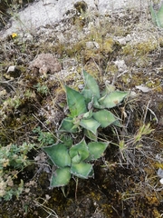 Agave gentryi