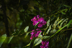 Epidendrum porphyreum