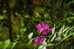 Epidendrum porphyreum