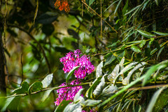 Epidendrum porphyreum