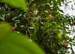 Epidendrum spathatum