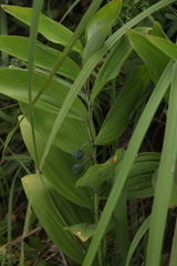 Polygonatum odoratum