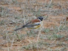 Emberiza flaviventris kalaharica