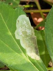 Calycomyza frickiana