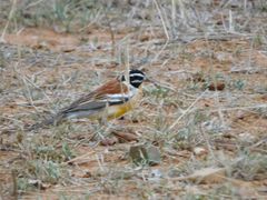 Emberiza flaviventris kalaharica