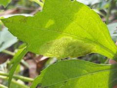 Calycomyza frickiana