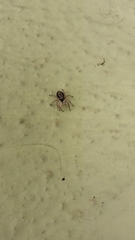 Menemerus bivittatus