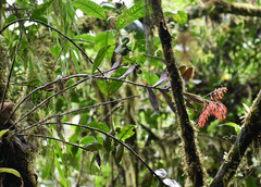 Epidendrum spathatum