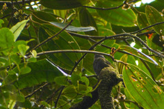Chlorospingus semifuscus