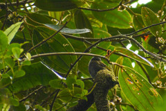 Chlorospingus semifuscus