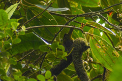 Chlorospingus semifuscus