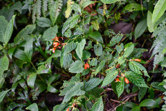 Begonia longirostris