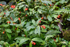 Begonia longirostris