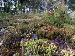 Sedum moranense