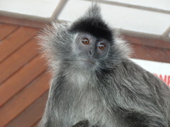 Trachypithecus cristatus