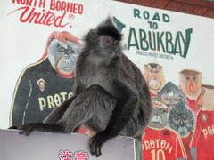 Trachypithecus cristatus