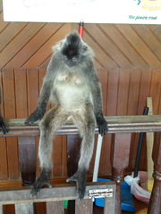 Trachypithecus cristatus