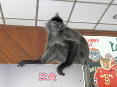 Trachypithecus cristatus