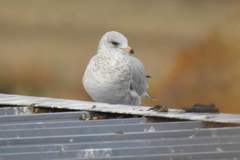 Larus delawarensis