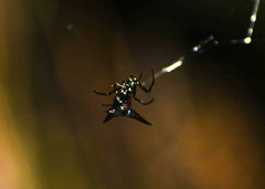 Micrathena pilaton