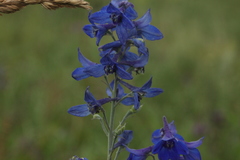 Delphinium cyananthum