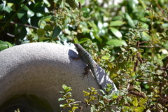 Sceloporus occidentalis