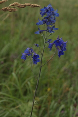 Delphinium cyananthum