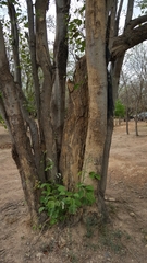 Pterocarpus rotundifolius