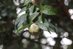 Camellia granthamiana