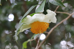 Camellia granthamiana