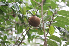 Camellia granthamiana