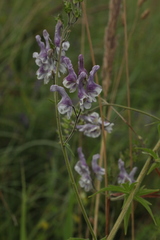 Aconitum septentrionale