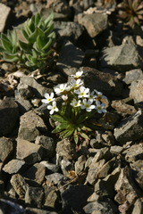 Androsace fedtschenkoi