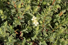 Pimelea spinescens spinescens