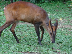 Muntiacus muntjak