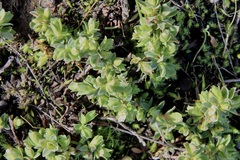 Pimelea spinescens spinescens
